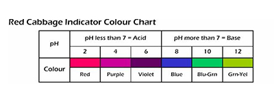 red-cabbage-indicator